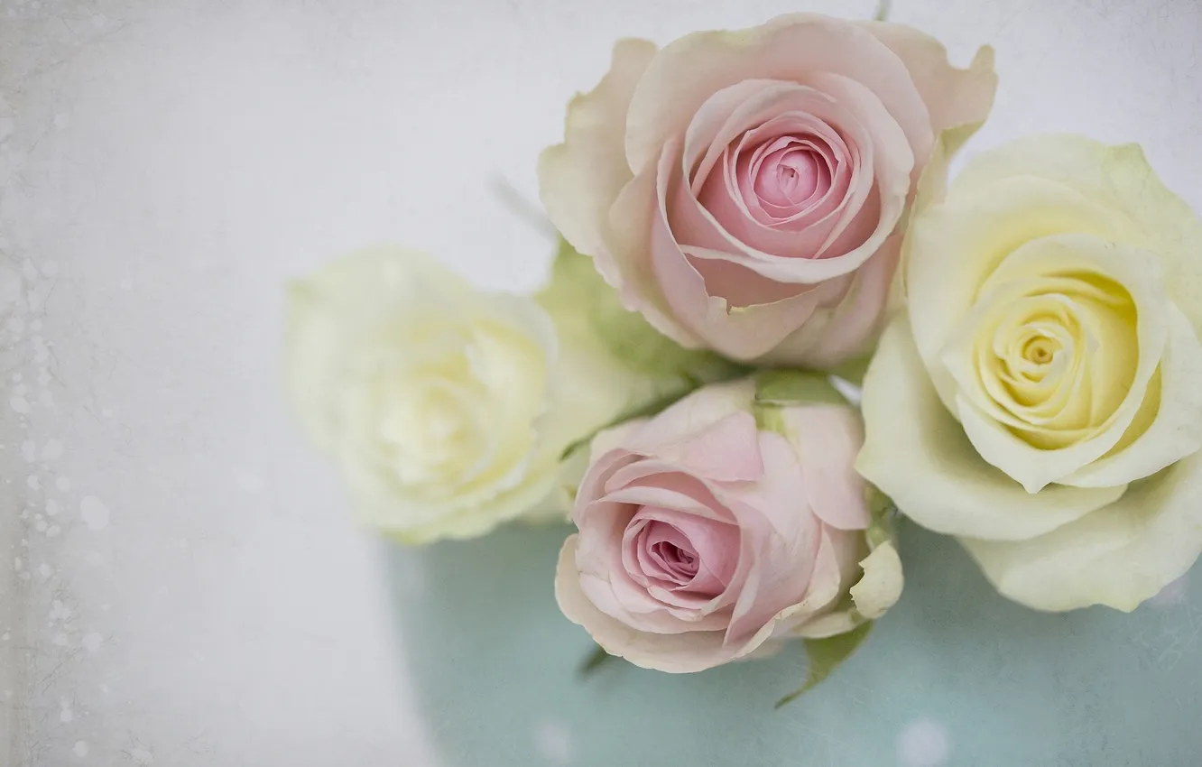 Photo wallpaper macro, tenderness, roses, texture, buds