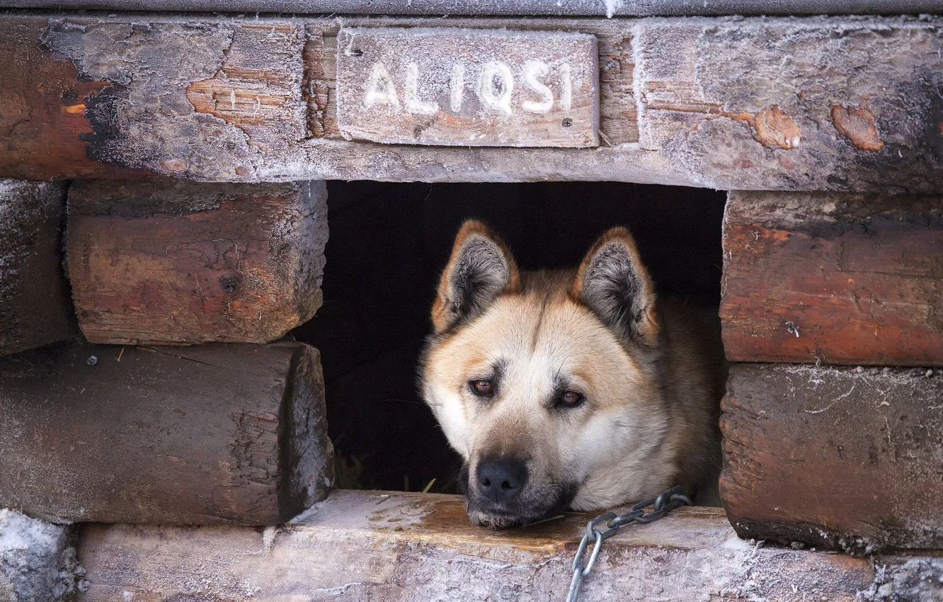 Photo wallpaper look, each, dog