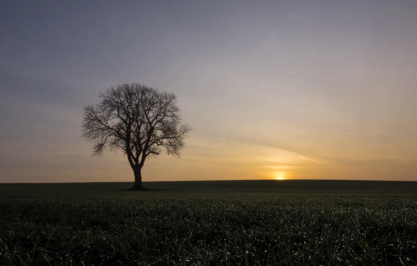 Photo wallpaper field, trees, nature, morning