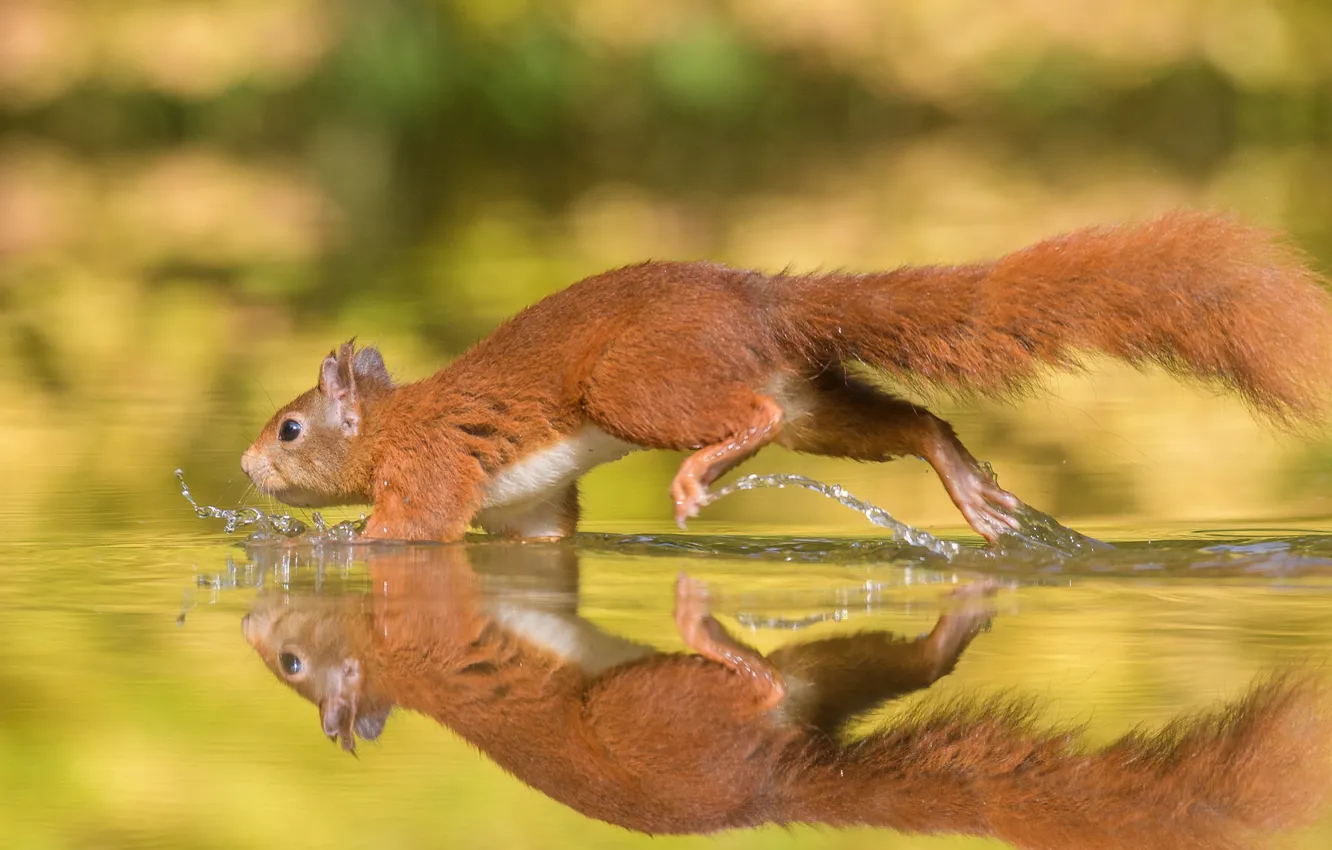 Photo wallpaper water, squirt, animal, protein, running