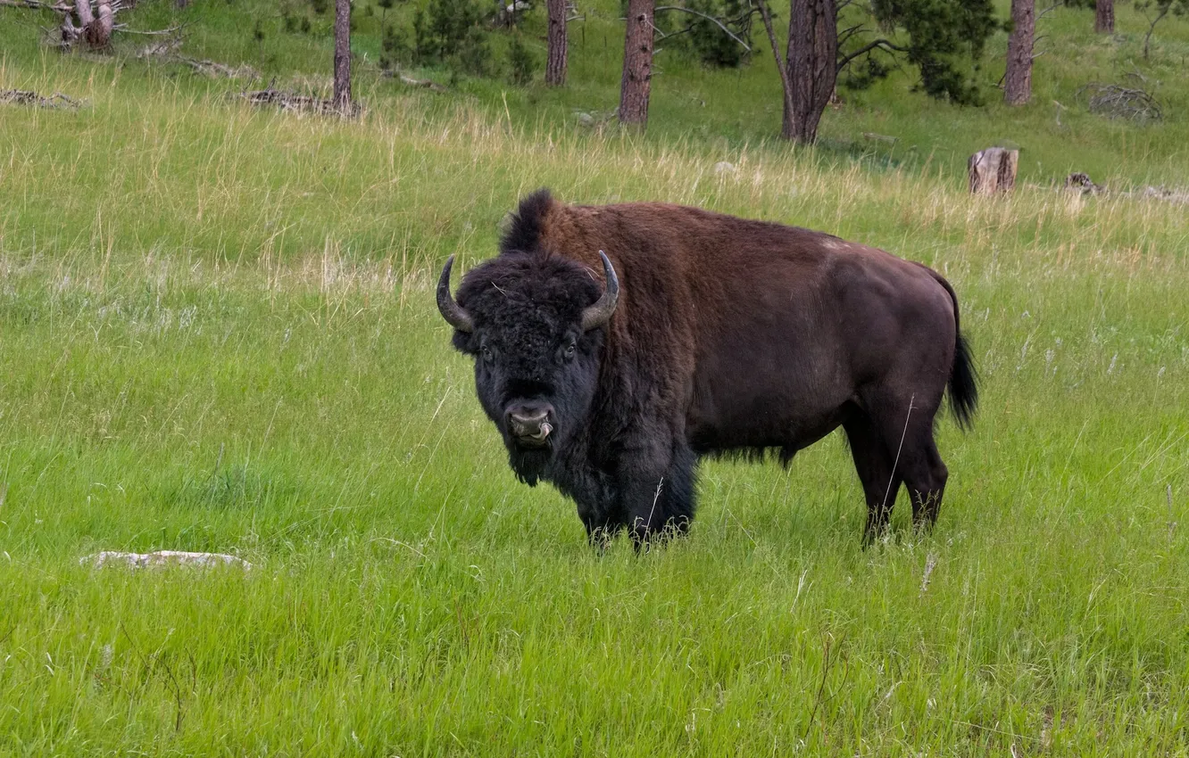 Photo wallpaper animal, wildlife, buffalo, bison, white bisons, Plains bison
