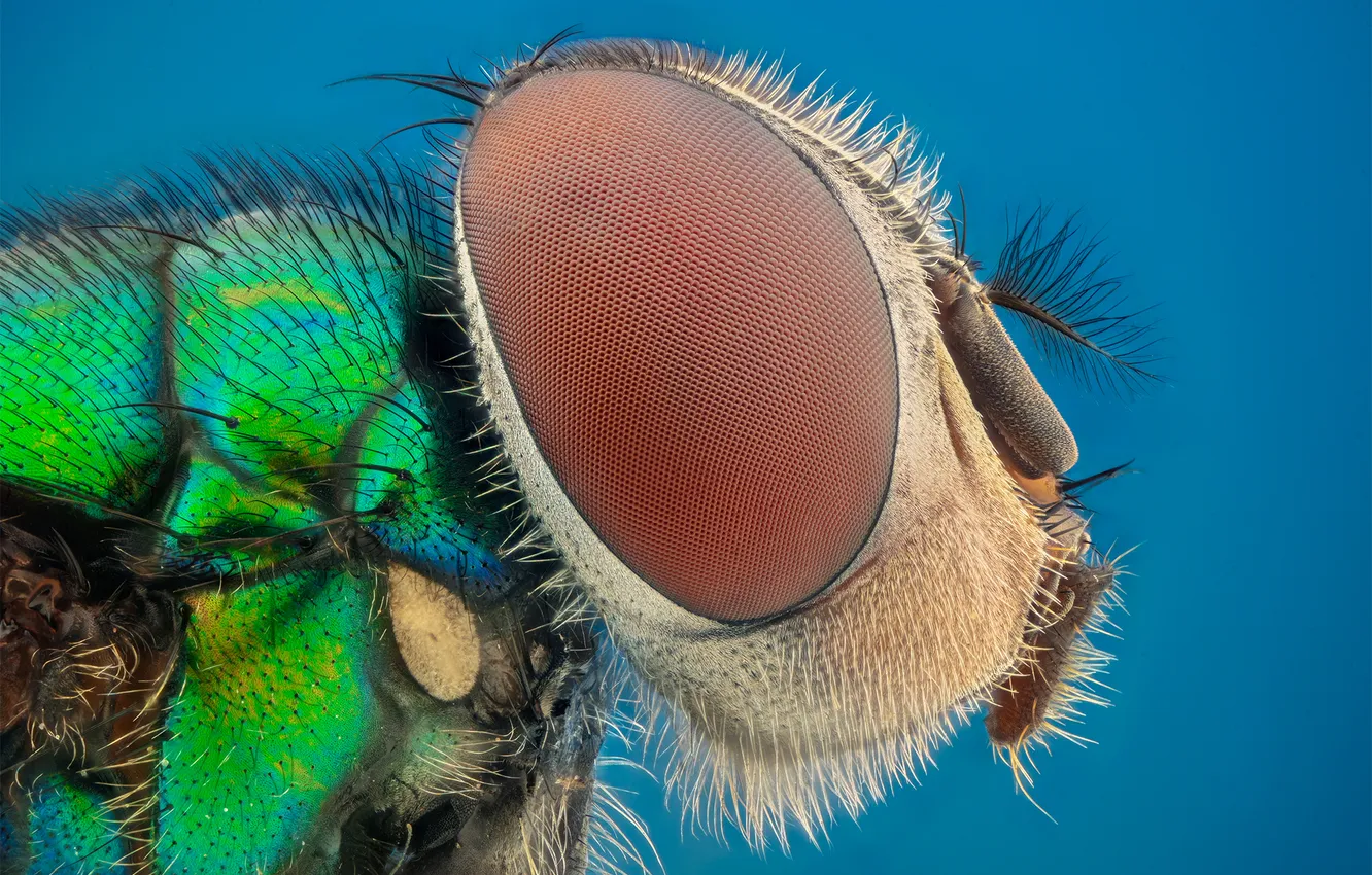 Photo wallpaper eyes, fly, insect, blue background, Ganev Tsvetan, macro photography of insects