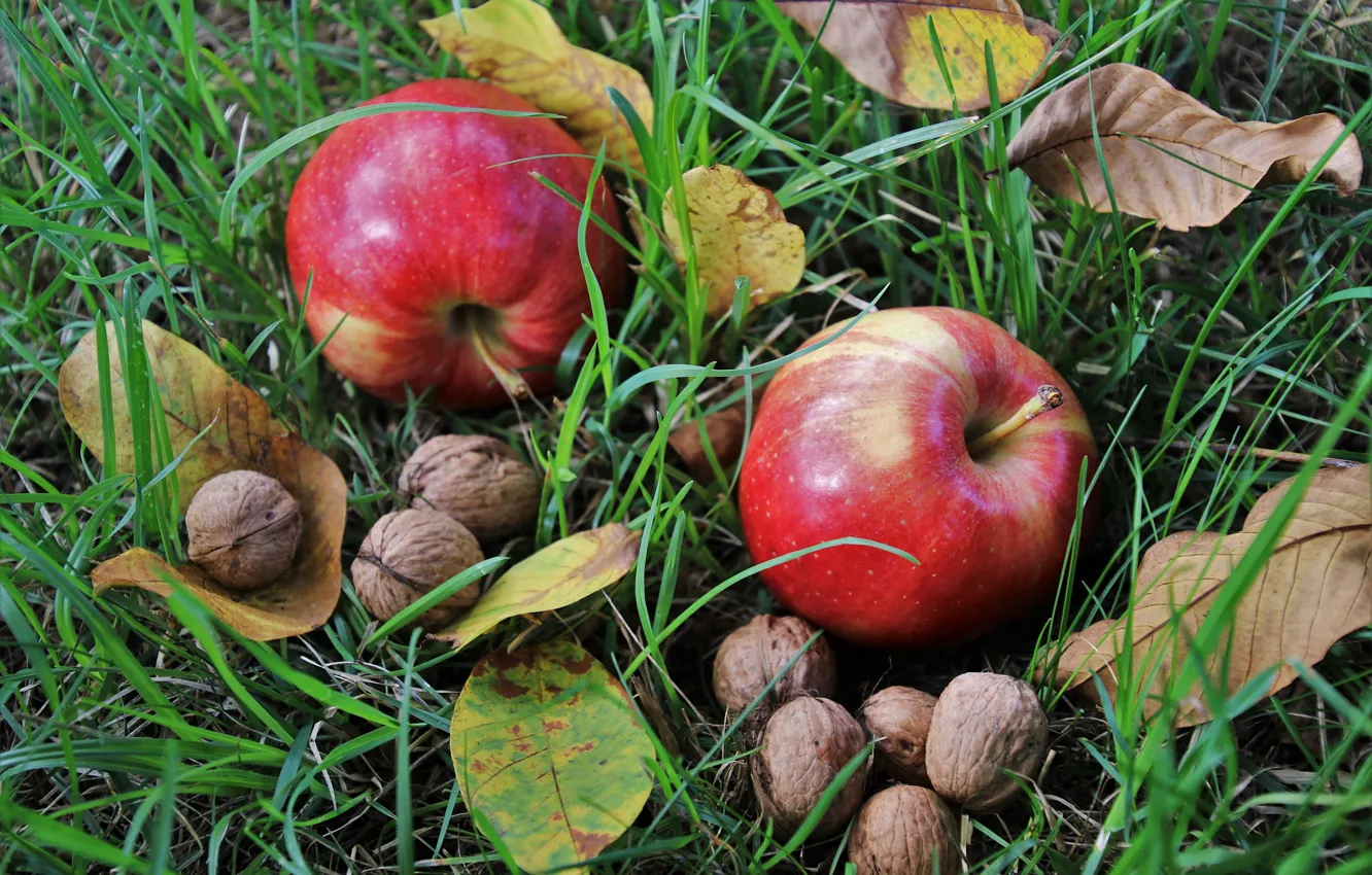 Photo wallpaper grass, leaves, apples, nuts