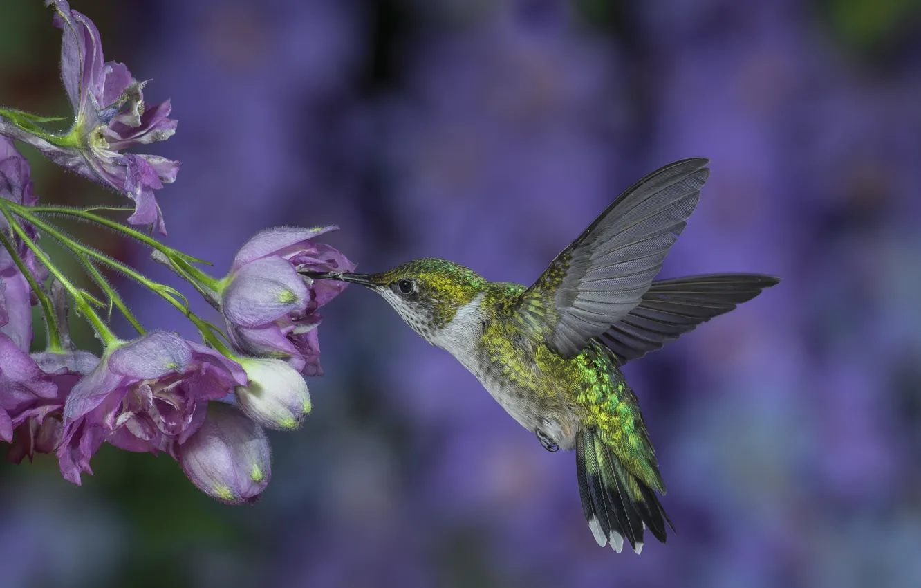 Photo wallpaper flight, flowers, background, lilac, wings, Hummingbird, bird, stroke