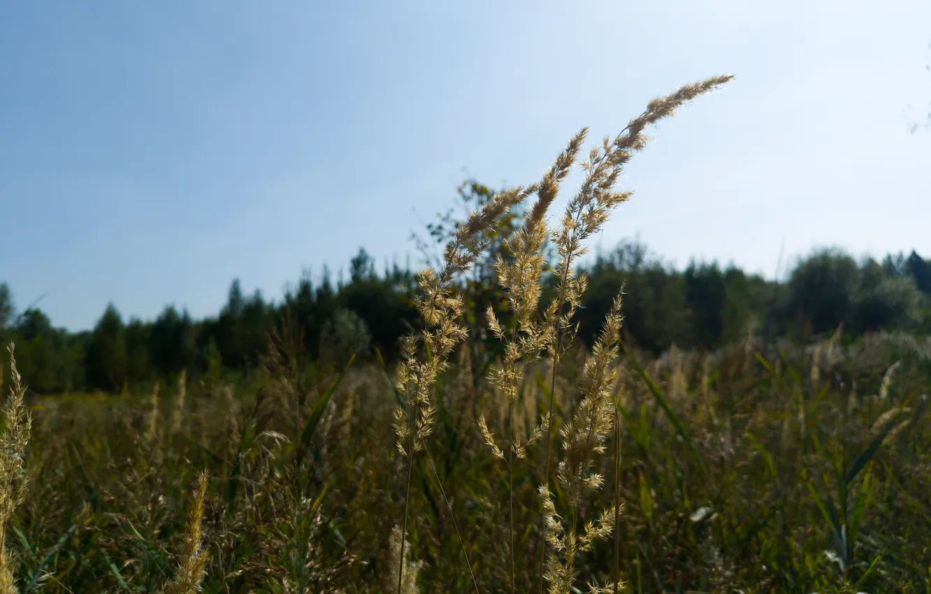Photo wallpaper forest, the sky, grass, trees, nature, Moscow, Russia, Artem