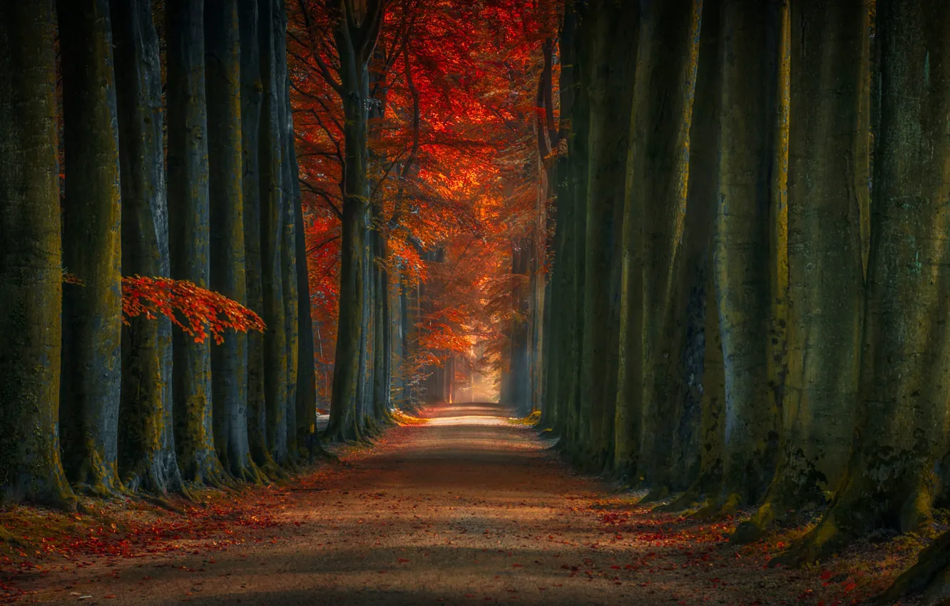 Photo wallpaper autumn, forest, leaves, trees, Park, track, alley