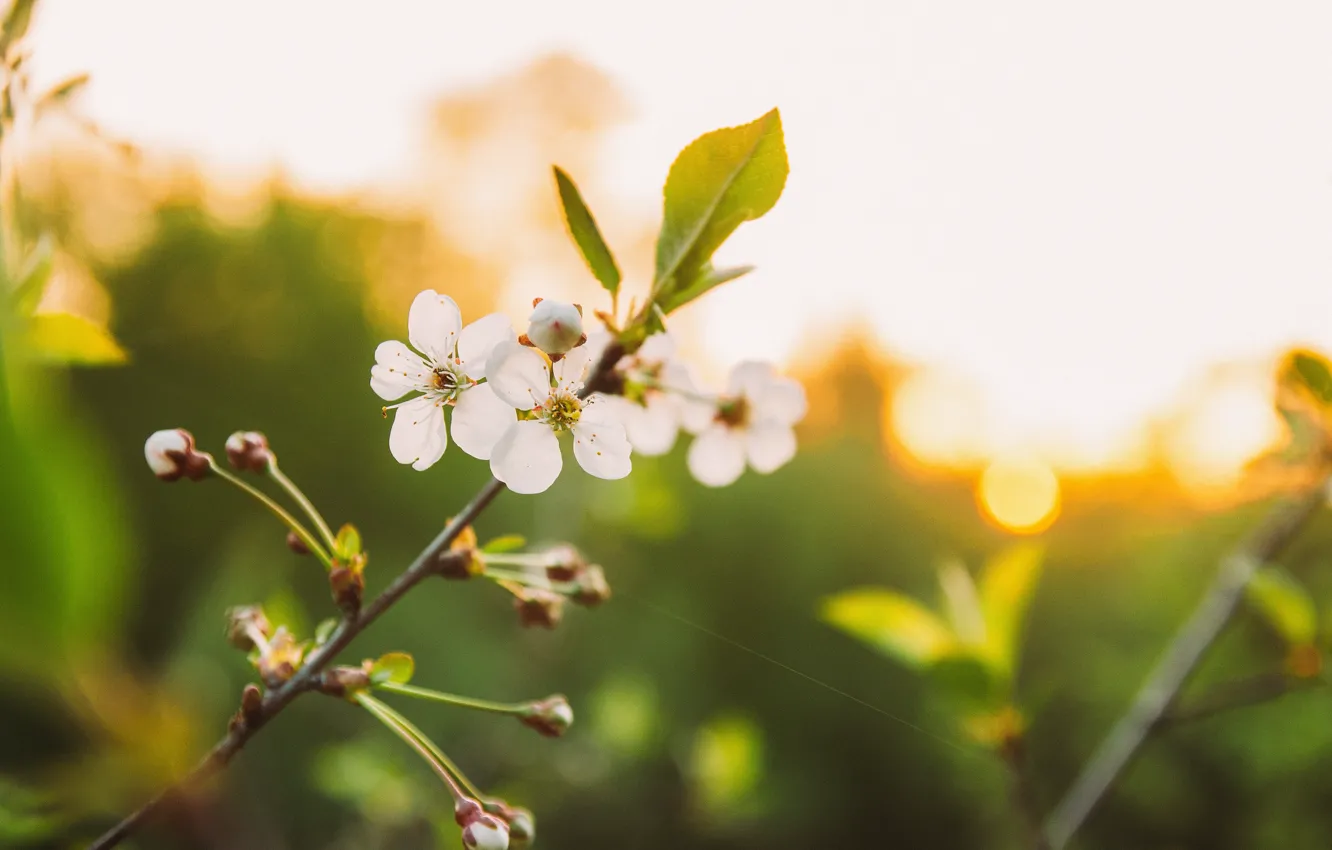 Photo wallpaper white, summer, the sun, sunset, flowers