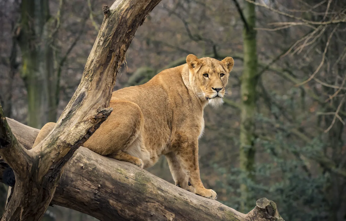 Photo wallpaper look, nature, tree, lioness