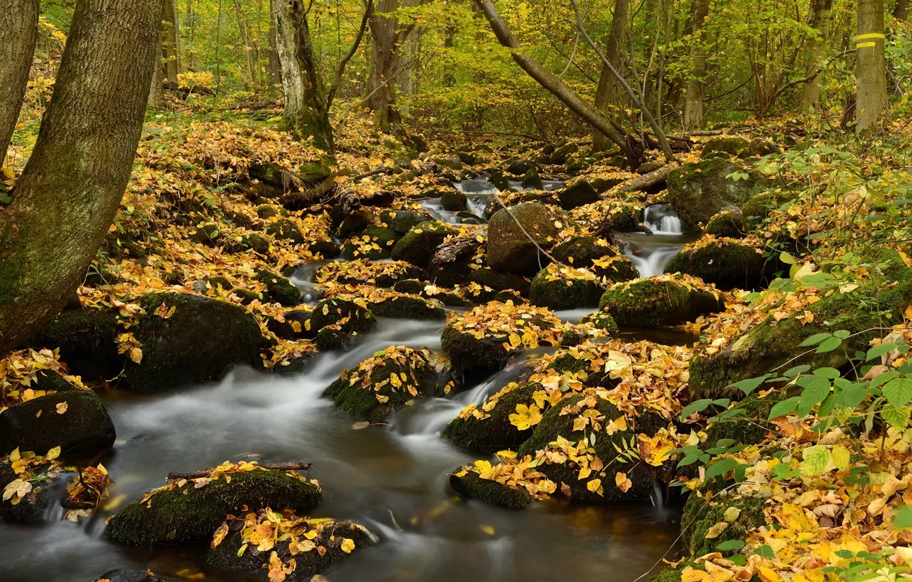 Photo wallpaper autumn, forest, stream, stones, moss