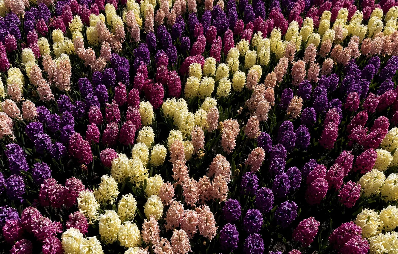 Photo wallpaper flowers, spring, plantation, hyacinths