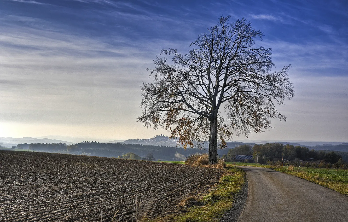 Photo wallpaper road, field, trees, morning