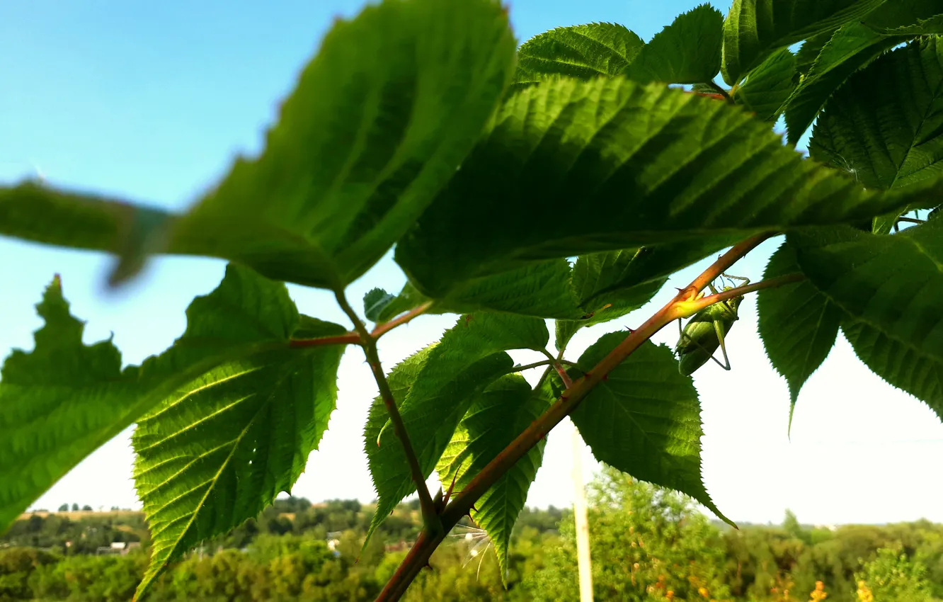 Photo wallpaper greens, leaves, nature, grasshopper