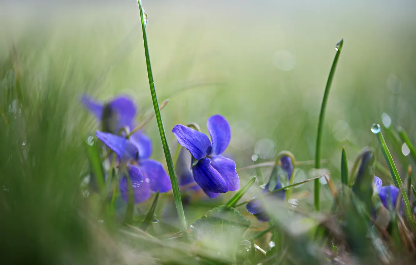 Photo wallpaper macro, flowers, nature, spring, violet