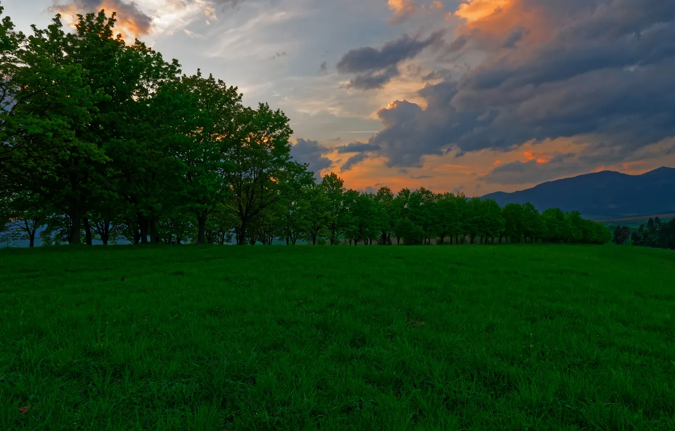 Photo wallpaper forest, the sky, grass, clouds, trees, landscape, sunset, nature