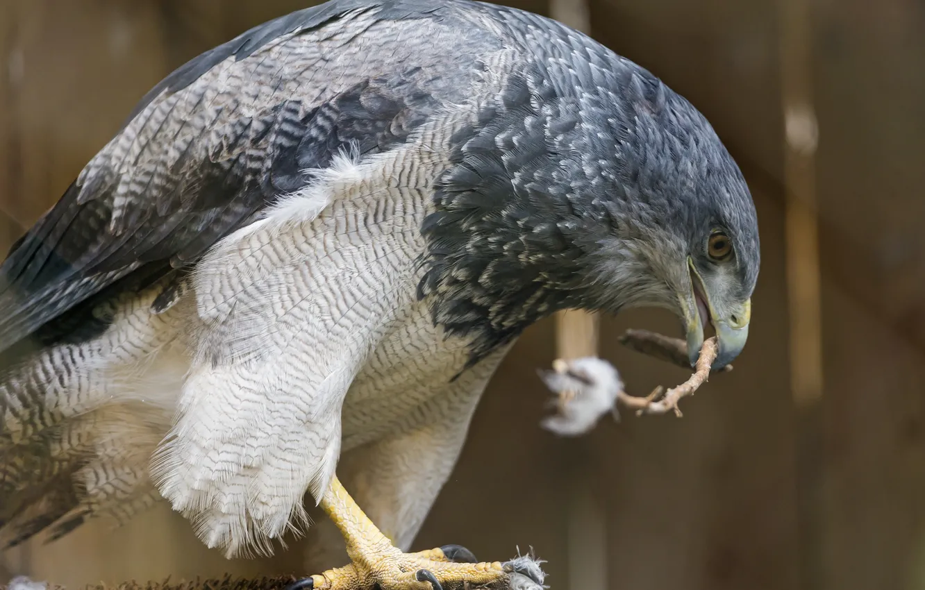 Photo wallpaper bird, predator, Buzzard