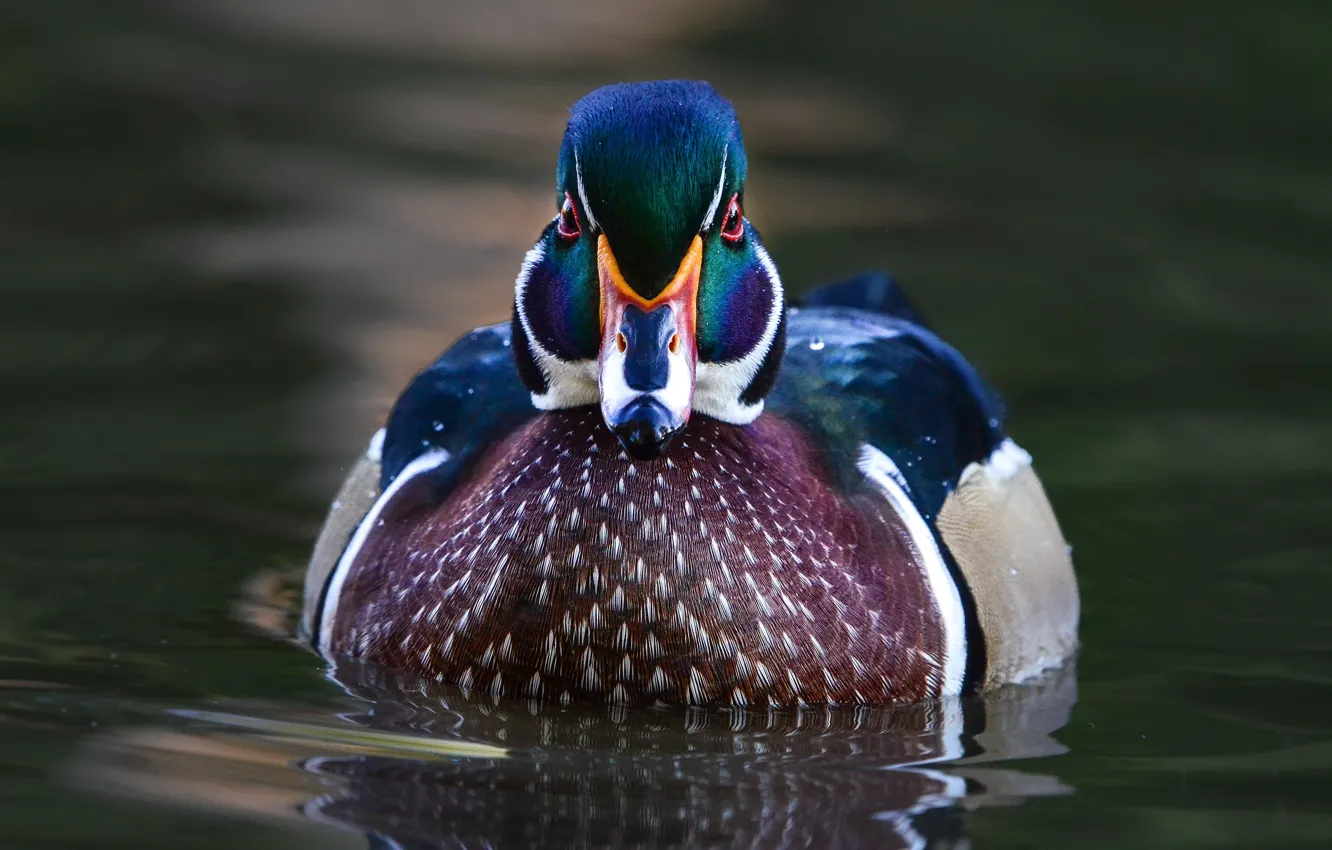 Photo wallpaper water, close-up, bird, duck, pond, swimming, bright plumage, wood duck