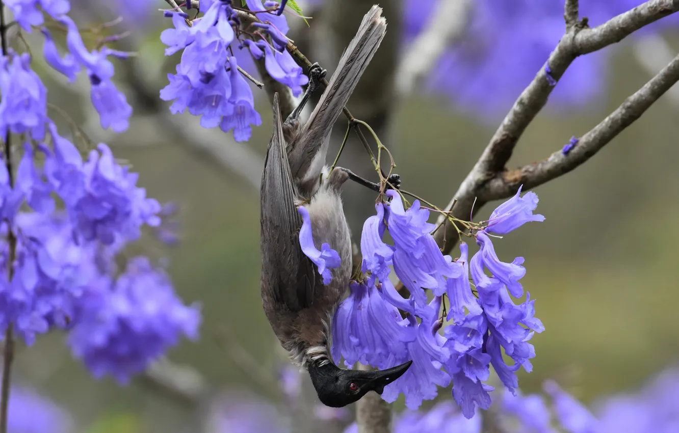 Photo wallpaper trees, flowers, branches, bird, hanging, lilac, upside down