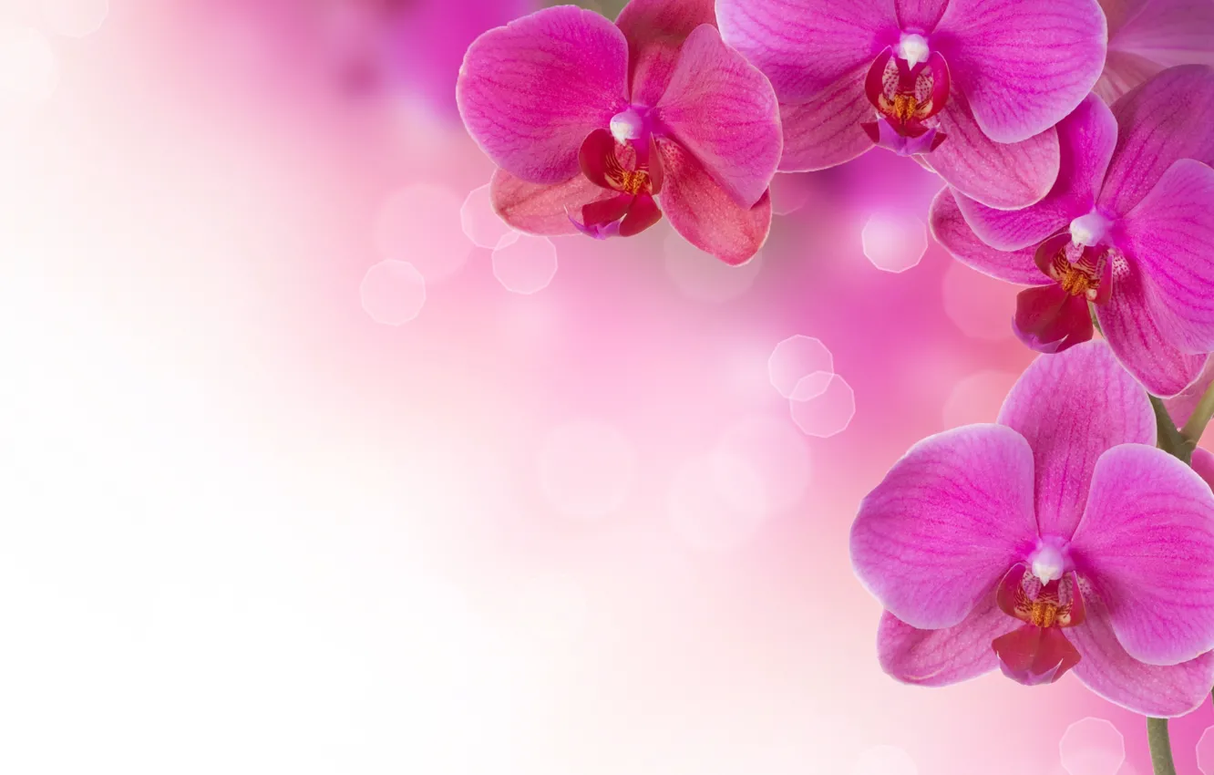 Photo wallpaper flowers, plants, pink, orchids