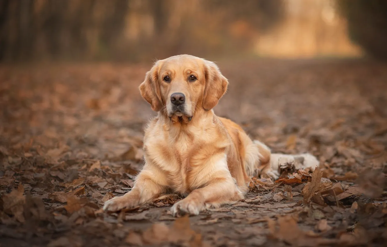 Photo wallpaper autumn, look, face, pose, Park, foliage, dog, lies