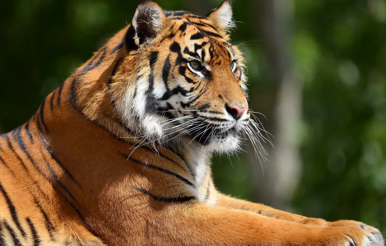 Photo wallpaper face, tiger, stay, profile