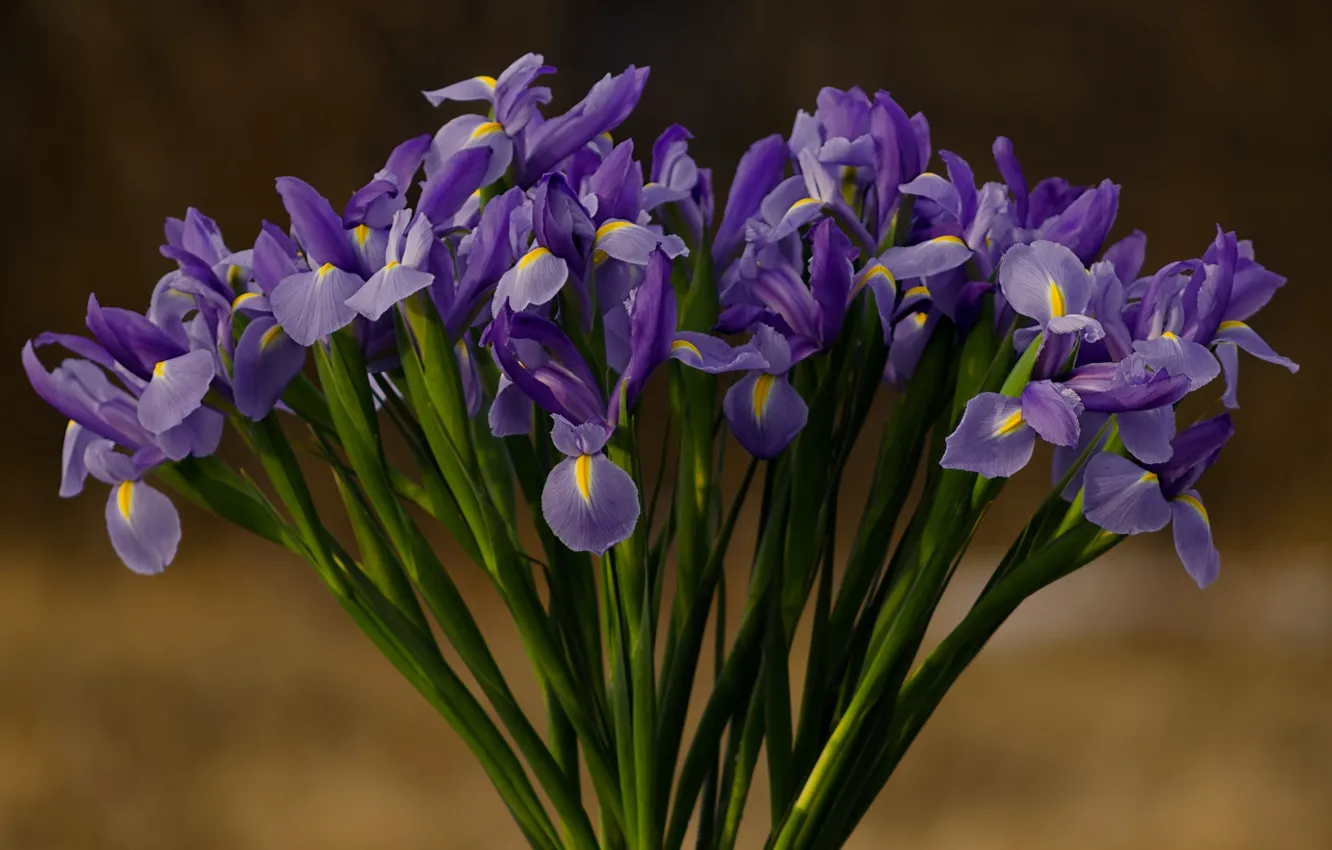Photo wallpaper flowers, petals, irises