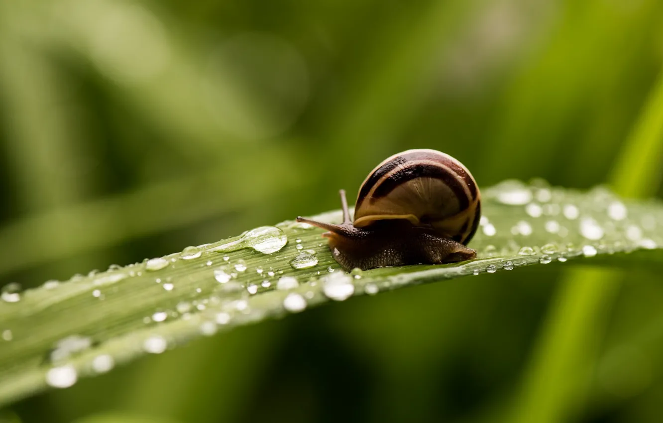 Photo wallpaper drops, macro, green, snail, horn, striped, a blade of grass, shell