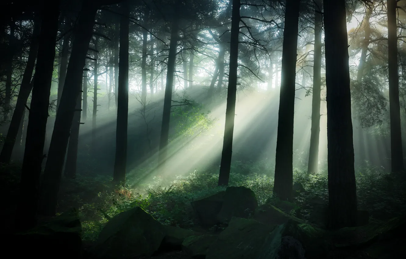 Photo wallpaper forest, grass, trees, stones, UK, twilight, the rays of the sun, Pinewoods