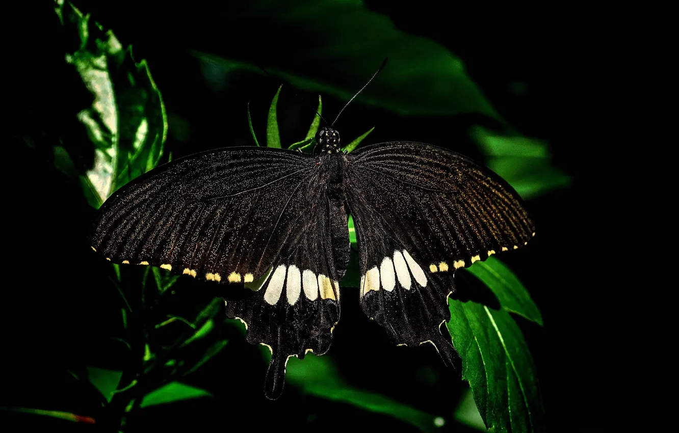 Photo wallpaper butterfly, leaf, wings