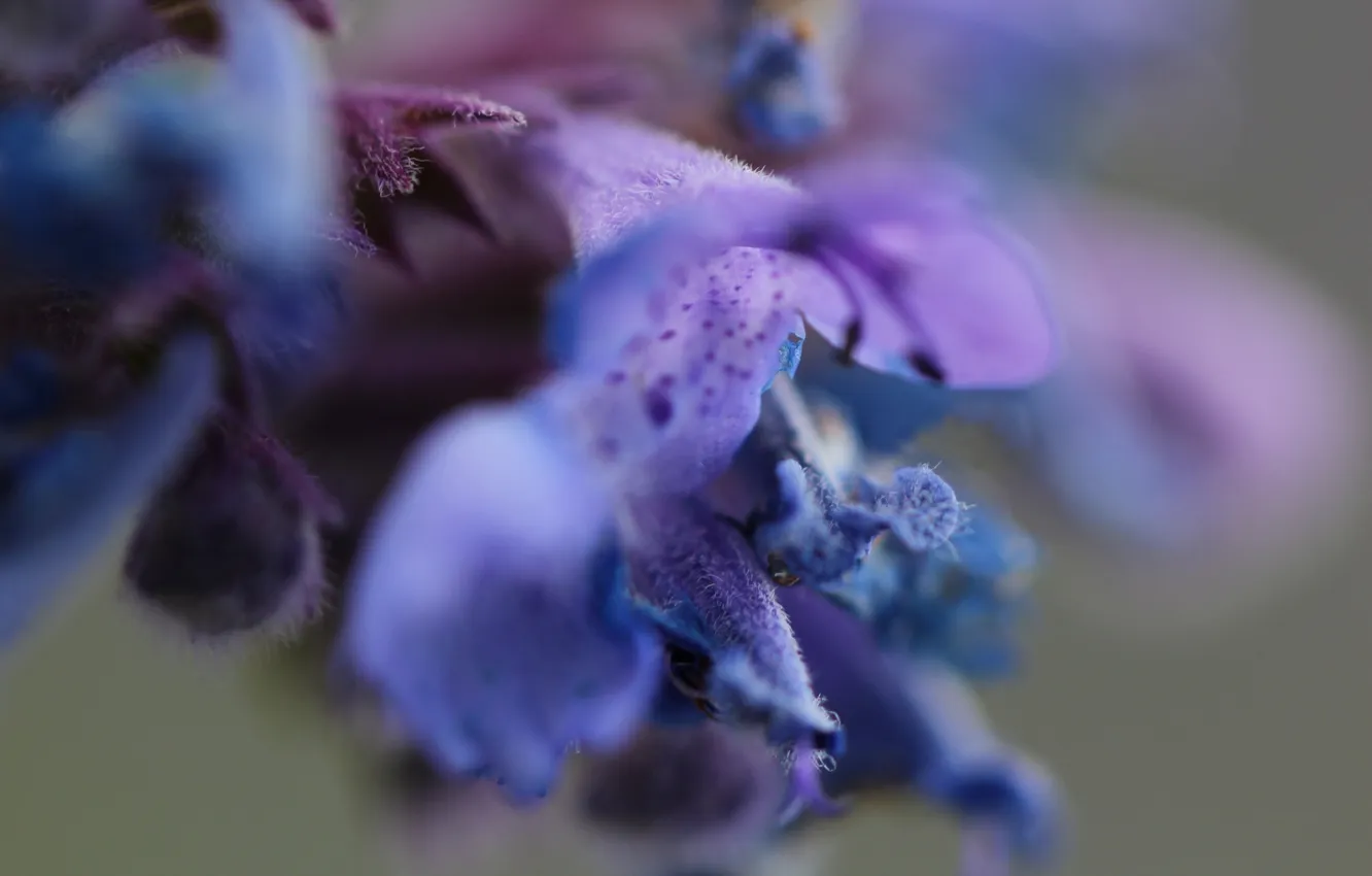 Photo wallpaper flower, background, blur, petals