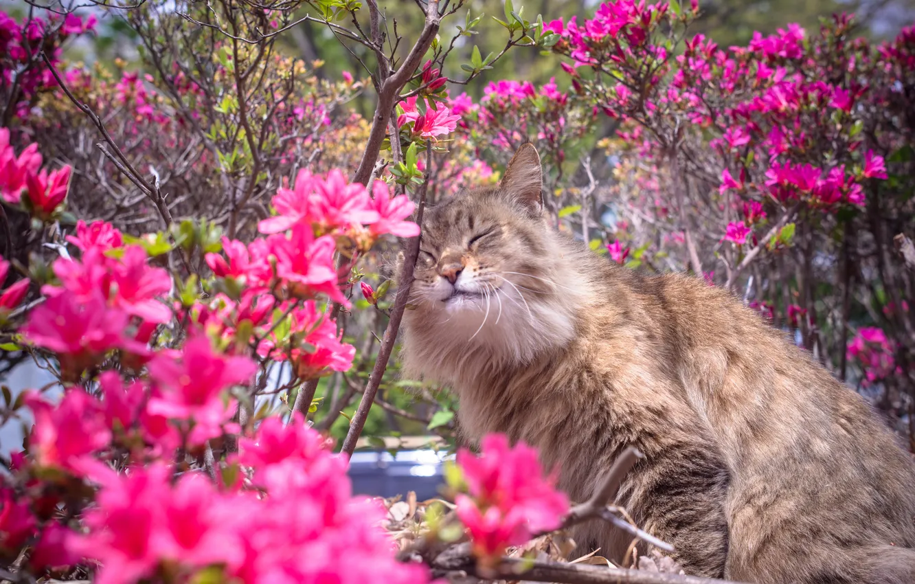 Photo wallpaper cat, flowers, nature, spring, the bushes, rhododendrons