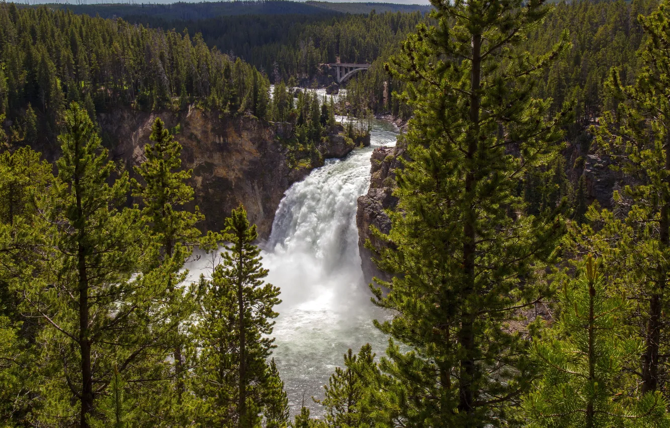 Photo wallpaper forest, trees, bridge, river, stones, rocks, waterfall