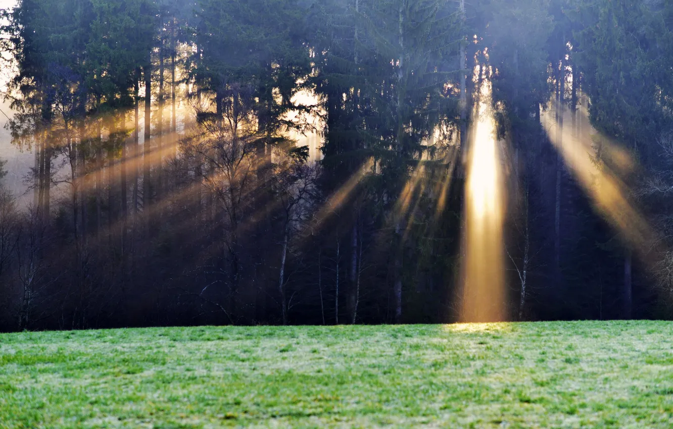 Photo wallpaper forest, light, morning