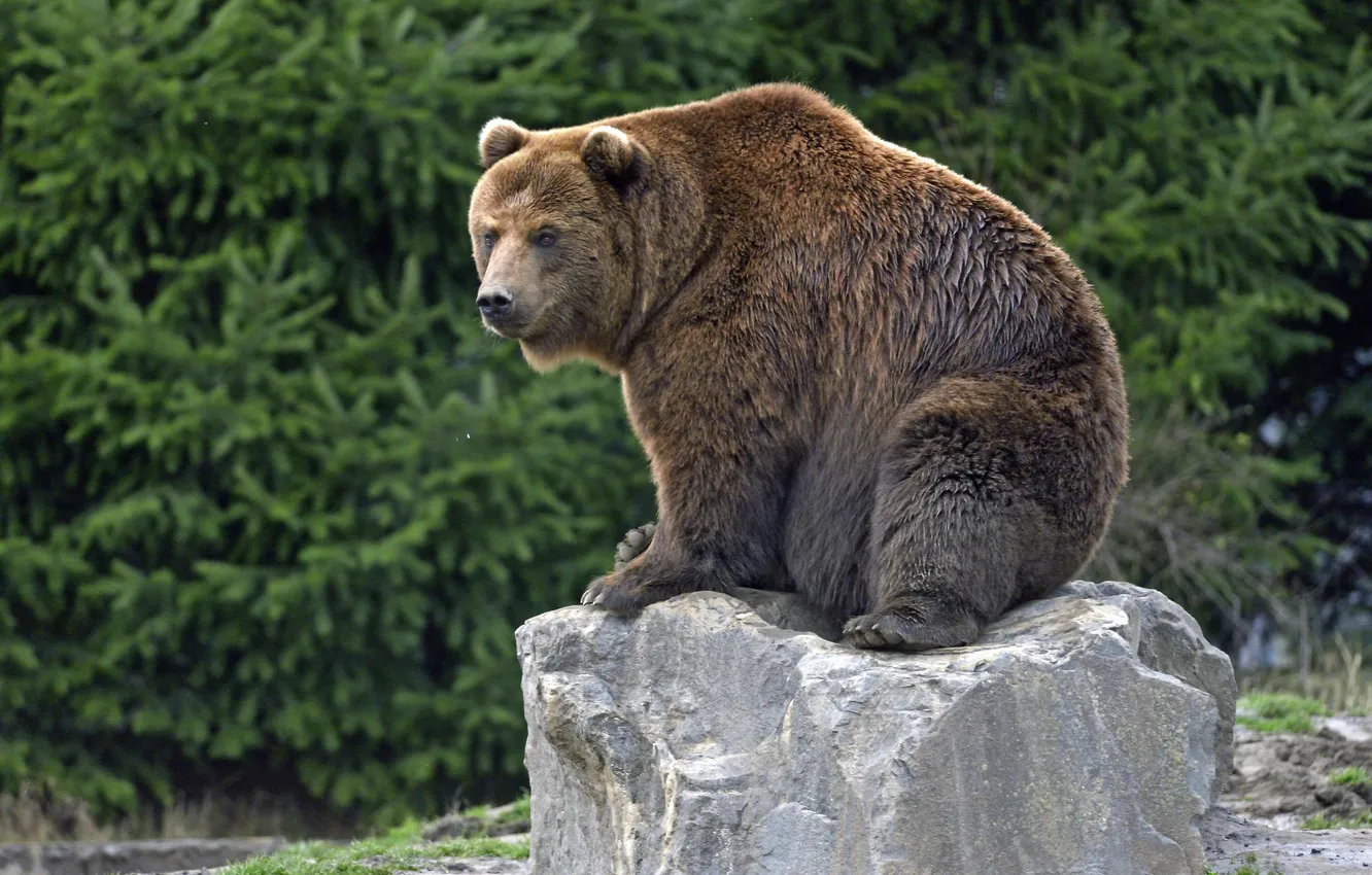 Photo wallpaper stones, bear, bear