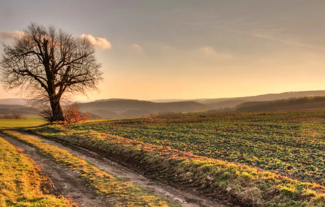 Photo wallpaper trees, landscape, nature