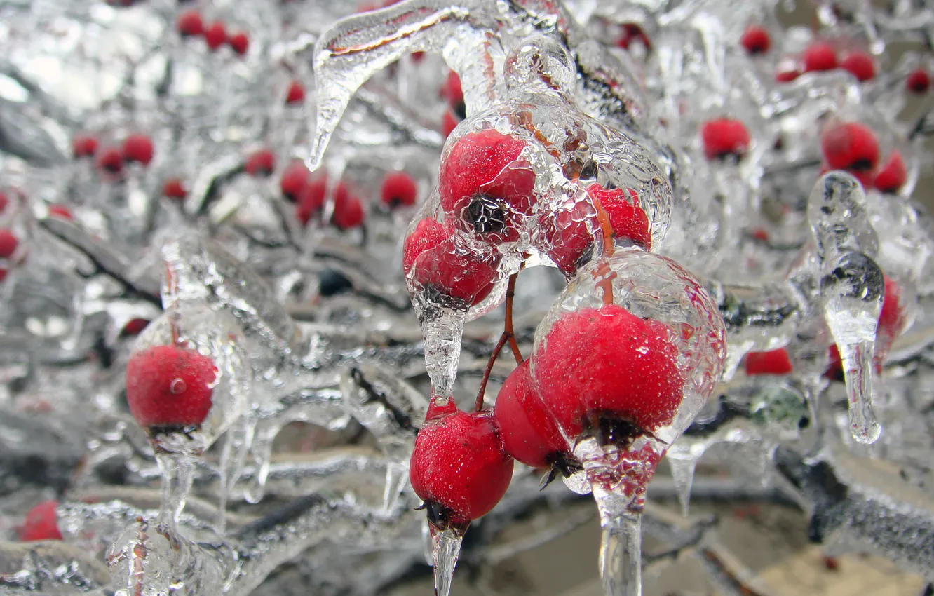 Photo wallpaper ice, frost, macro, briar