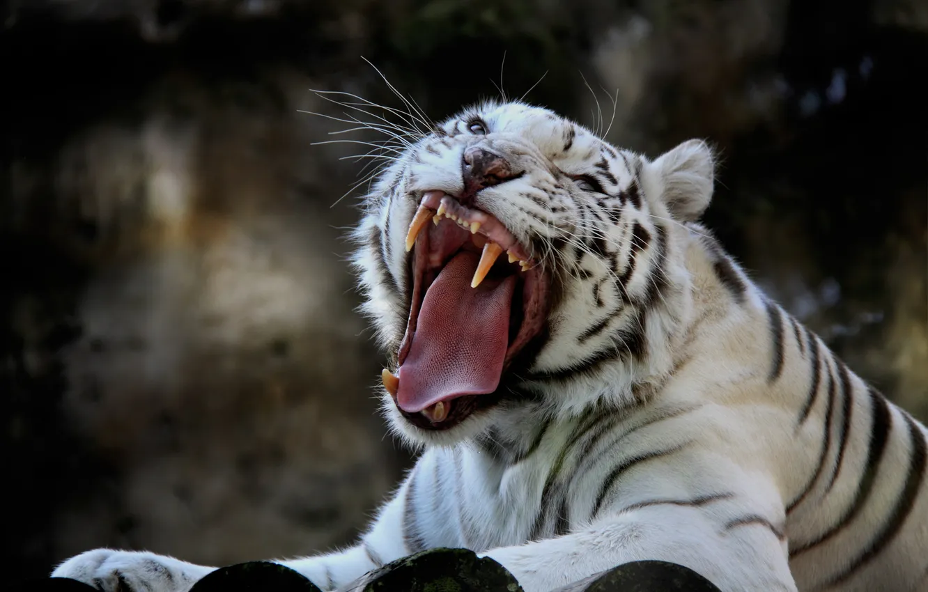 Photo wallpaper nature, tiger, background