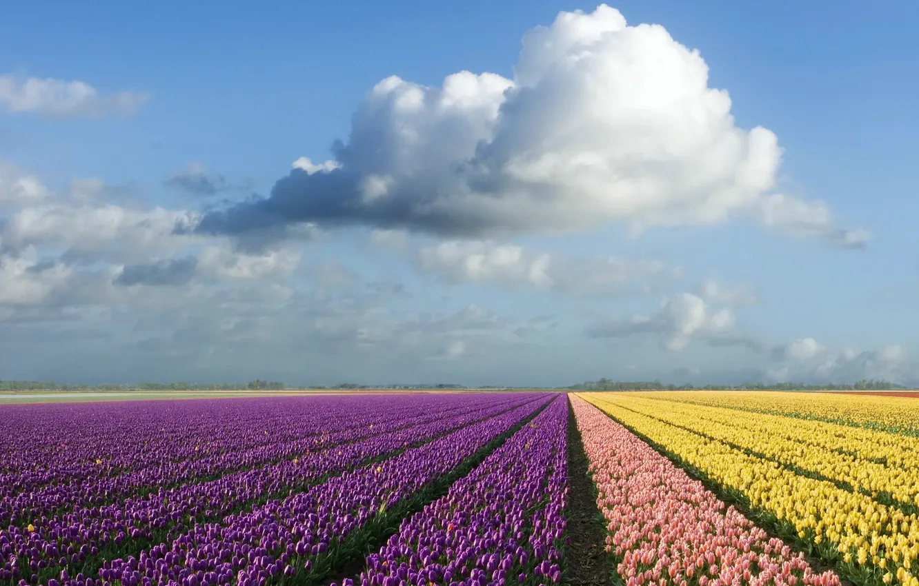 Photo wallpaper field, the sky, color, clouds, tulips