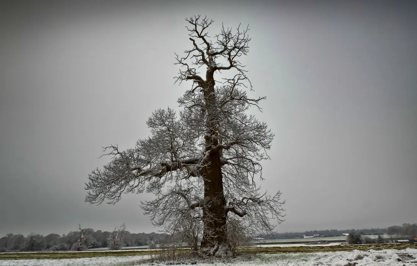 Photo wallpaper winter, field, tree
