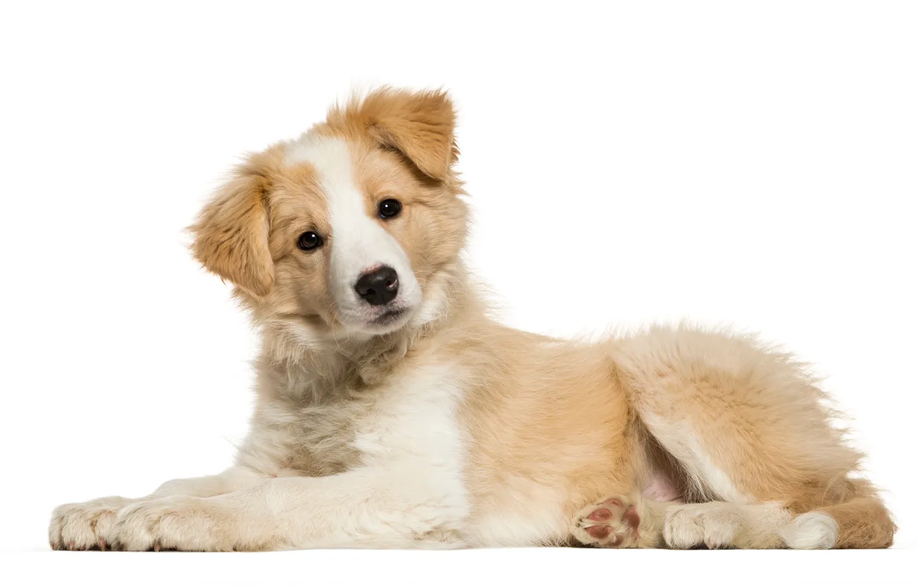 Photo wallpaper Border Collie, canine, carnivore, color image, dog wolf family