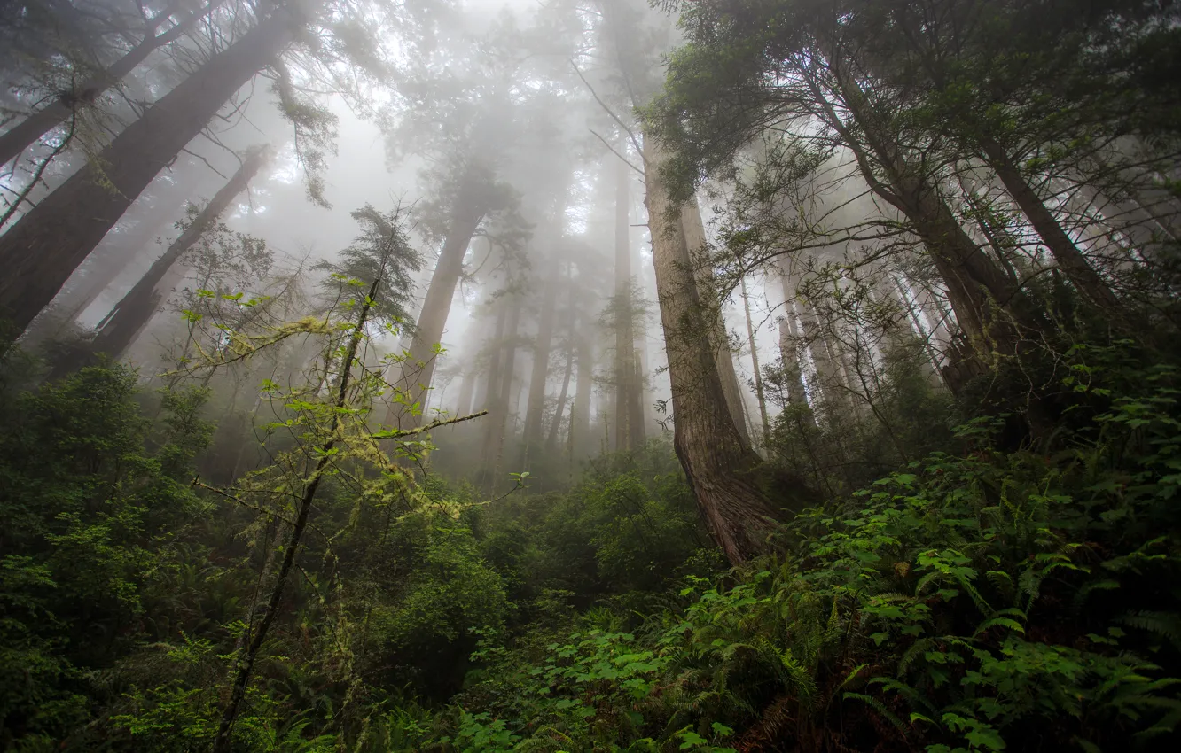 Photo wallpaper forest, trees, tree, Damnation Creek Trail, Redwood heaven, Northern California
