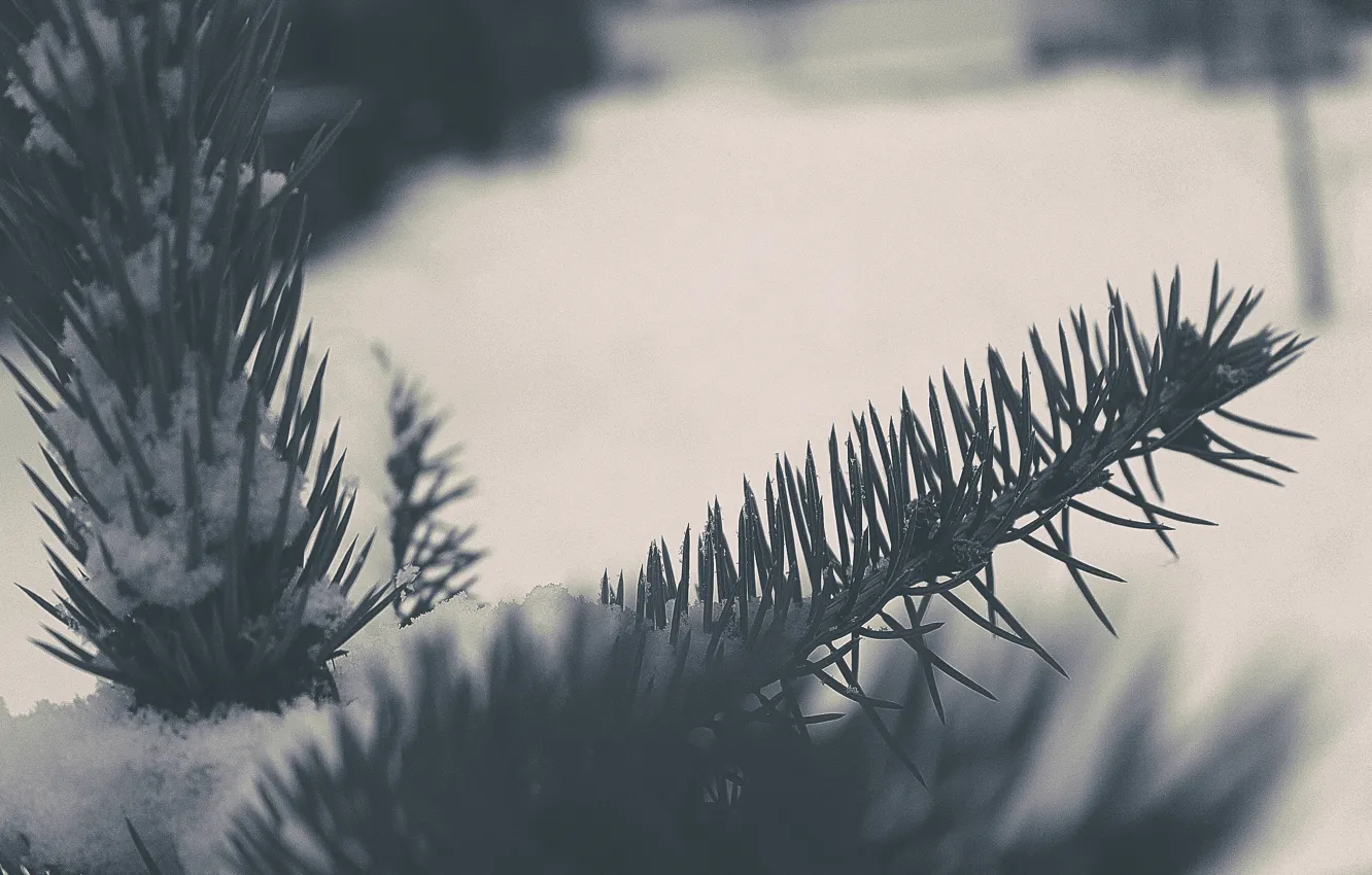 Photo wallpaper winter, macro, snow, tree, tree
