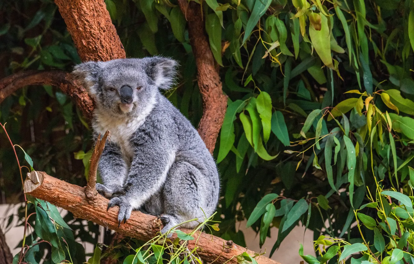 Photo wallpaper greens, trees, branches, nature, foliage, Koala