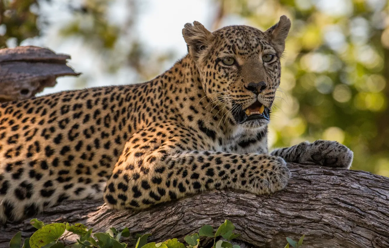 Photo wallpaper face, stay, predator, leopard, lies, wild cat, on the tree