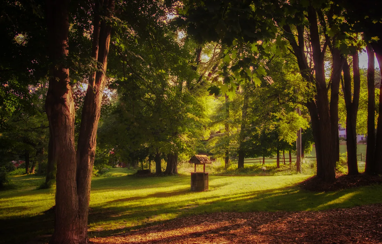 Photo wallpaper summer, grass, trees, Park