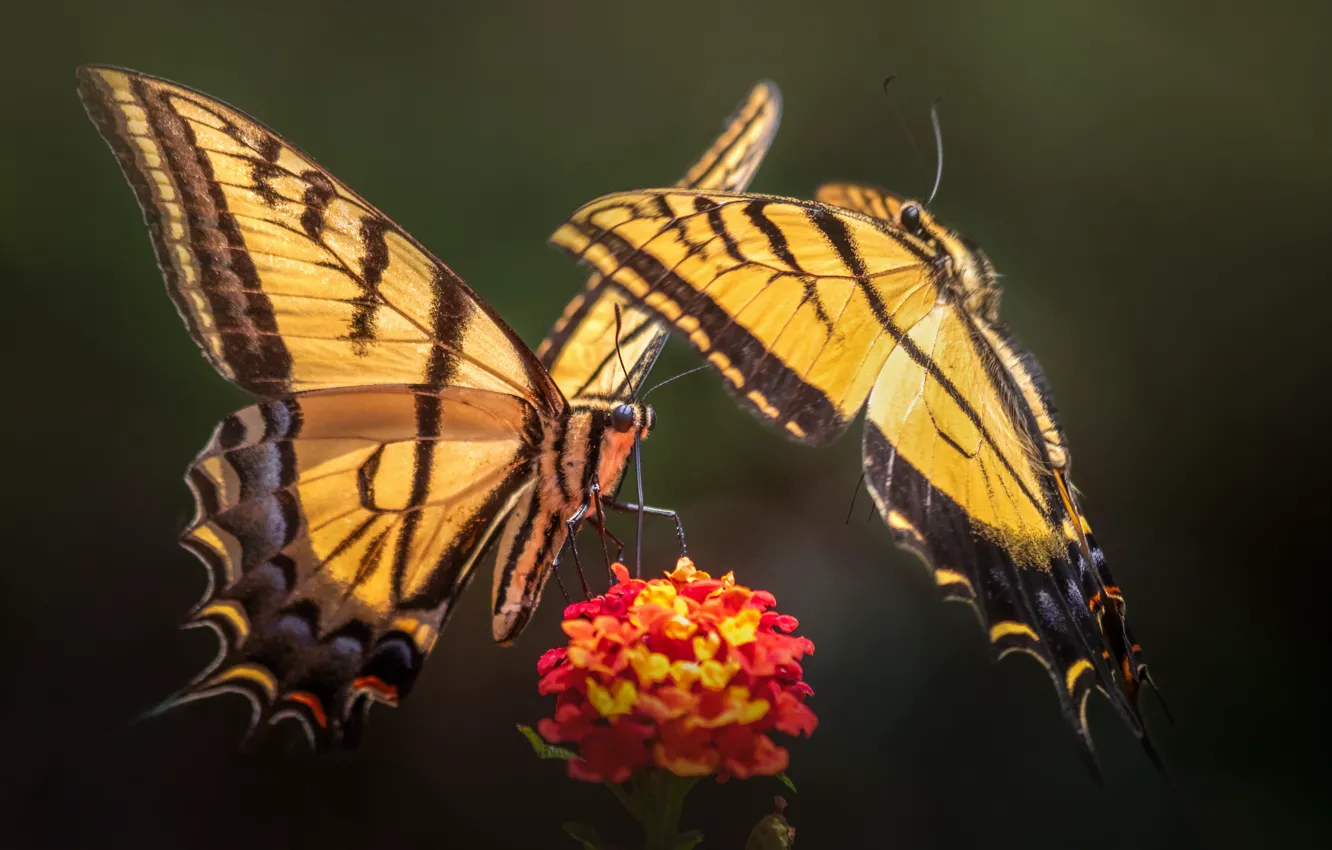 Wallpaper Macro Butterfly Flowers Two Butterflies For Mobile And Desktop Section