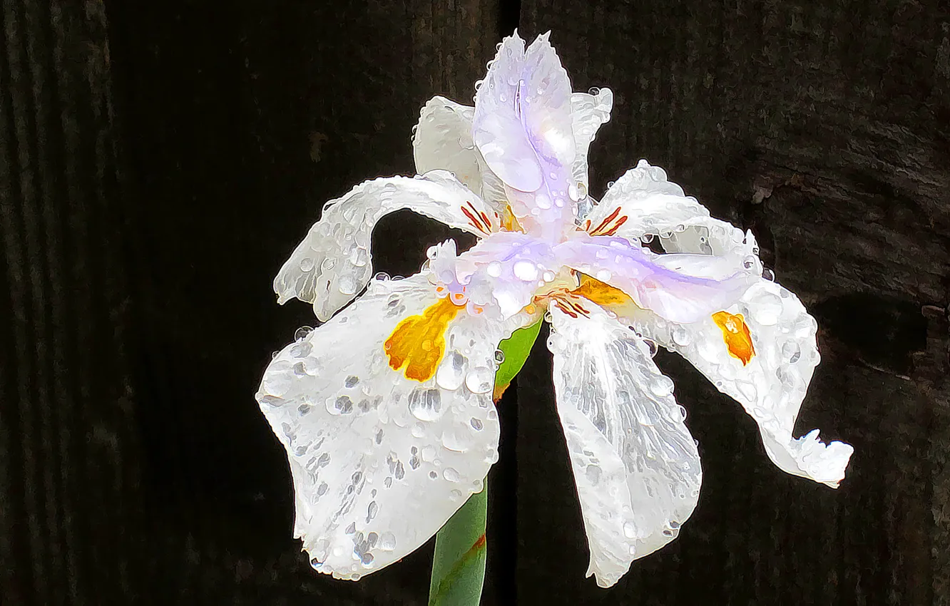 Photo wallpaper drops, macro, flowers, Rosa, petals, stem, iris
