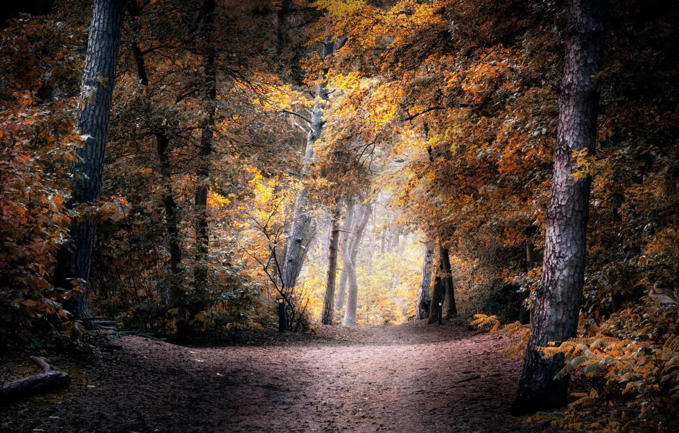 Photo wallpaper autumn, nature, Park