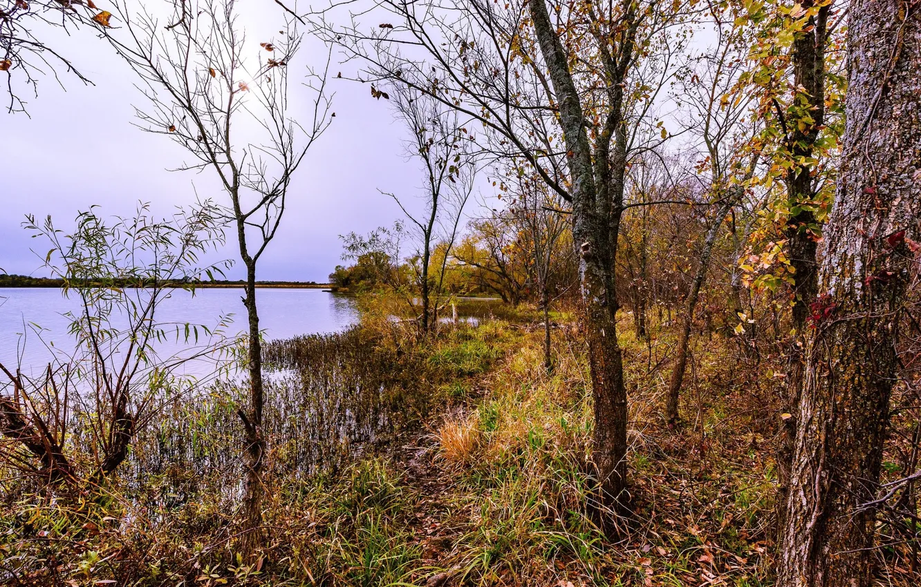 Photo wallpaper autumn, nature, beauty, tree