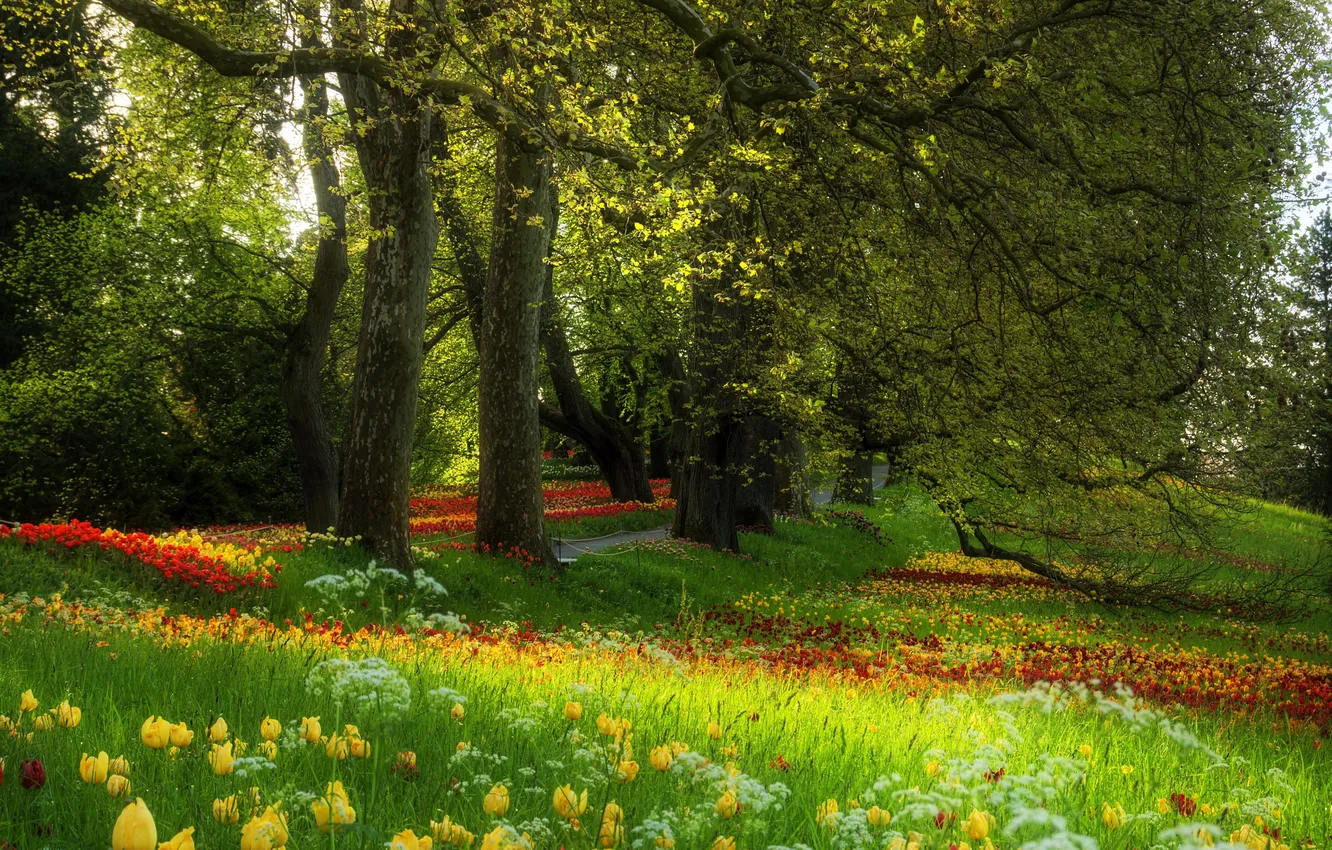 Photo wallpaper forest, grass, trees, landscape, flowers, nature, glade, plant