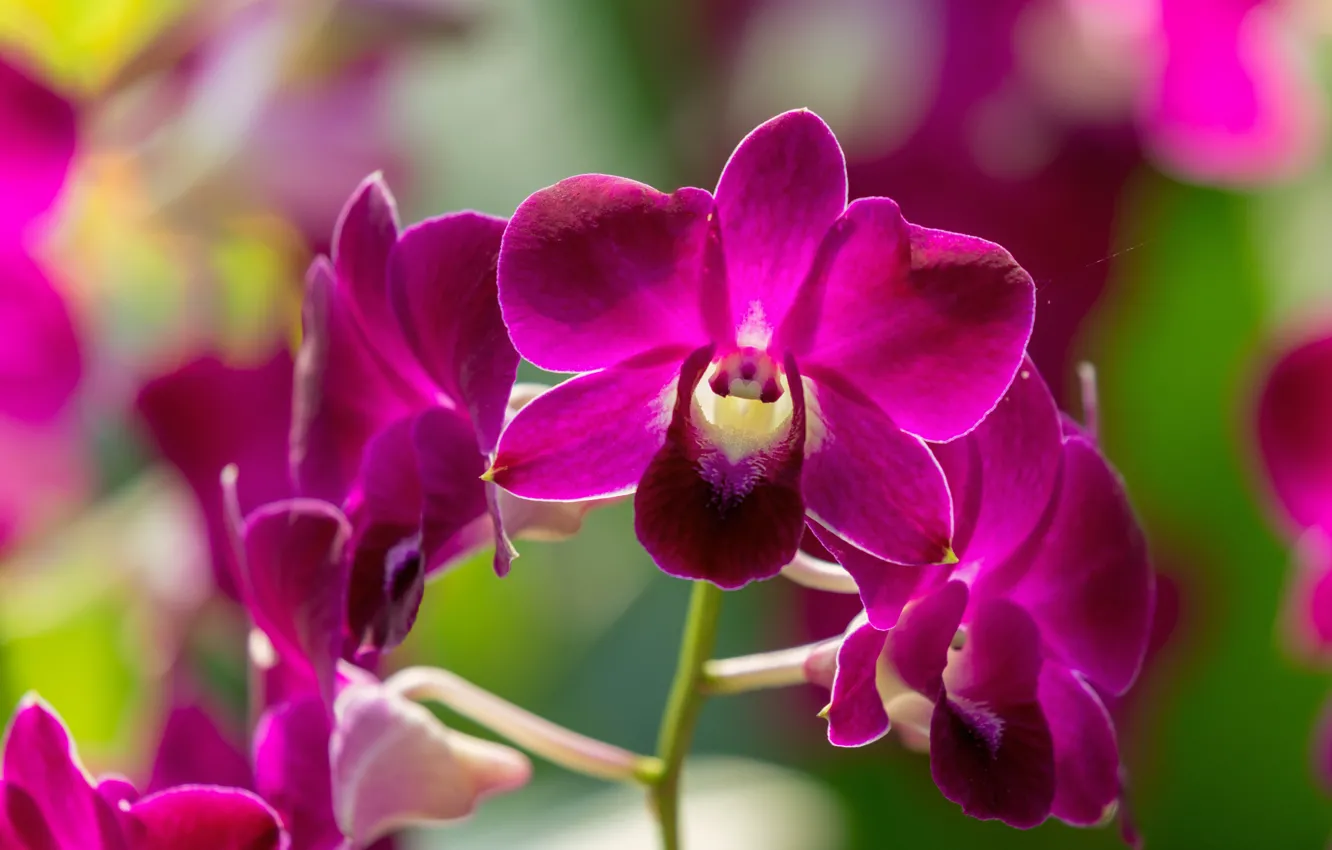 Photo wallpaper nature, Orchid, flowers